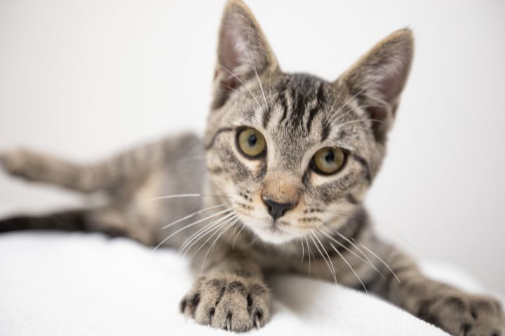 Crash, an adopted Domestic Short Hair & Tiger Mix in Montclair, NJ_image-5