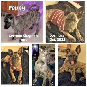 POPPY 