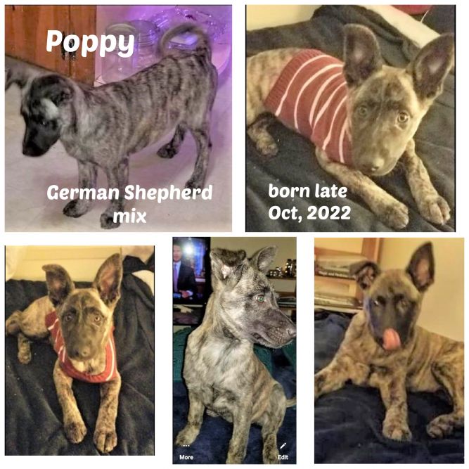 POPPY 