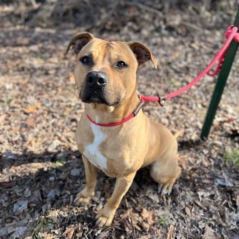 Stonee, an adoptable Pit Bull Terrier & Black Mouth Cur Mix in Horn Lake, MS_image-4