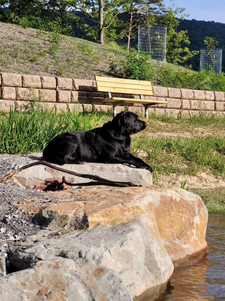 Josie, an adoptable Labrador Retriever in Grantville, PA_image-1