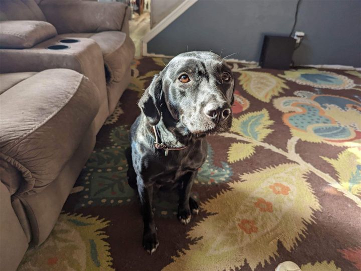 Luna, an adoptable Labrador Retriever Mix in Grantville, PA_image-2