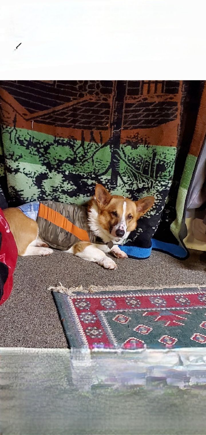 Buddy Boy 2