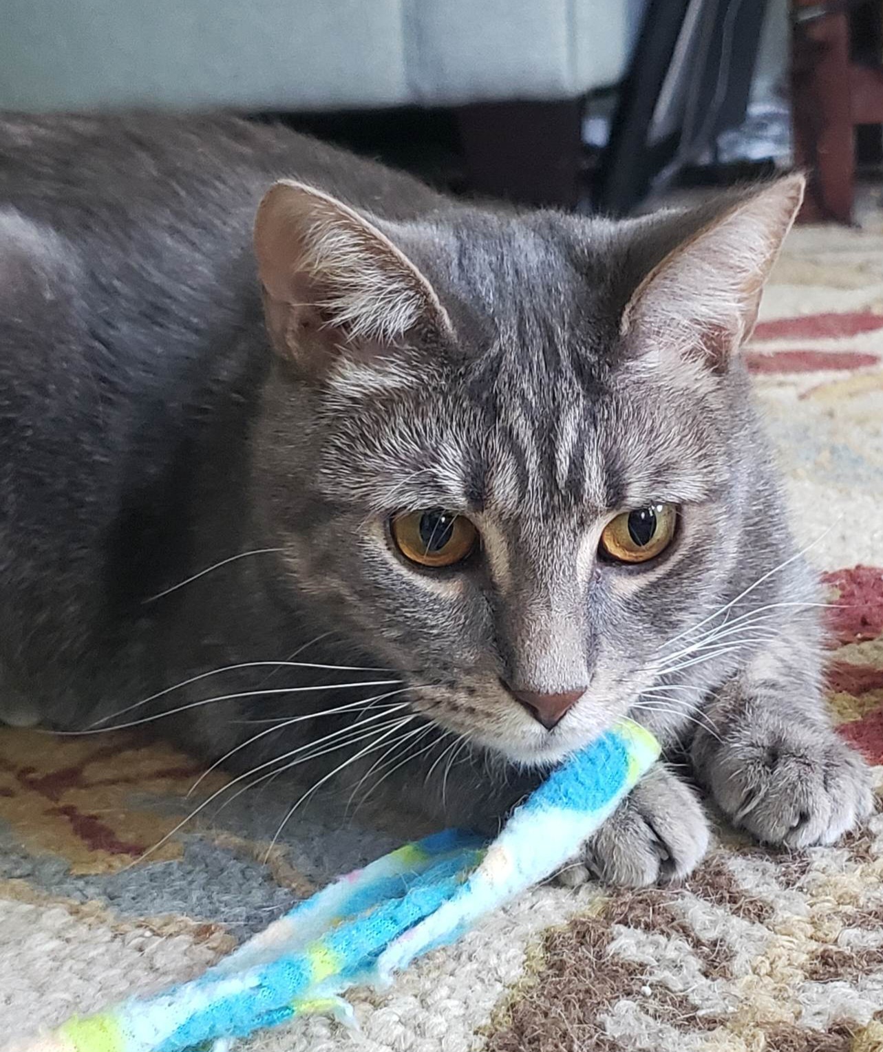 Tee, an adoptable Domestic Short Hair in Charlotte, NC, 28277 | Photo Image 5