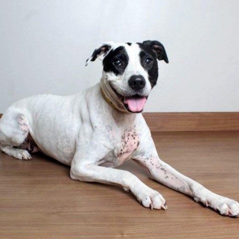 Coco ** D6016 (Sponsored), an adoptable Pit Bull Terrier in Minnetonka, MN, 55345 | Photo Image 3