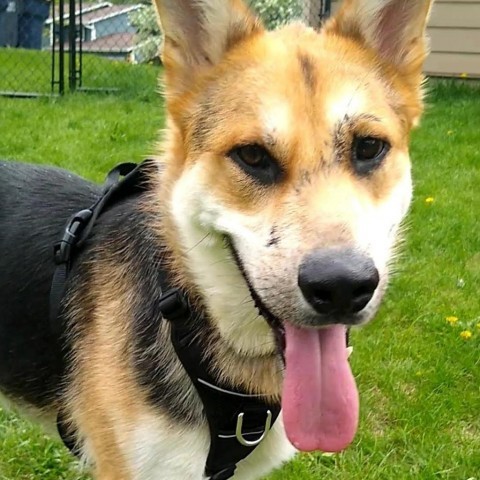 Greg D10030 (Sponsored), an adoptable Shepherd in Minnetonka, MN, 55345 | Photo Image 2