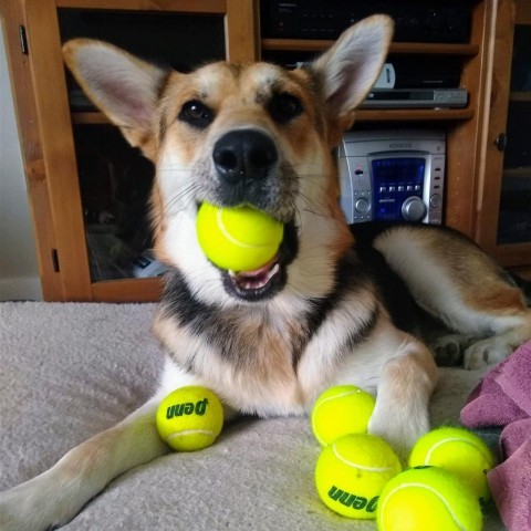 Greg D10030 (Sponsored), an adoptable Shepherd in Minnetonka, MN, 55345 | Photo Image 3