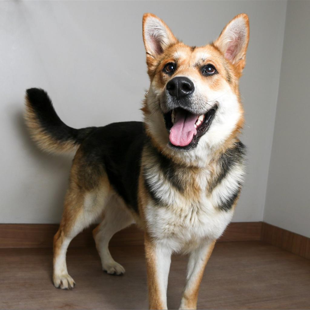 Greg D10030 (Sponsored), an adoptable Shepherd in Minnetonka, MN, 55345 | Photo Image 3