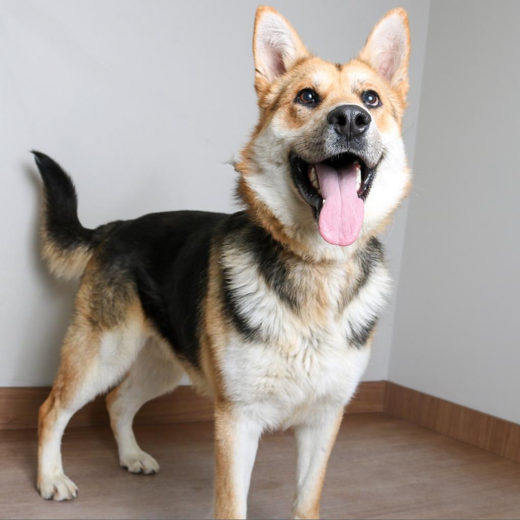 Greg D10030 (Sponsored), an adoptable Shepherd in Minnetonka, MN, 55345 | Photo Image 4