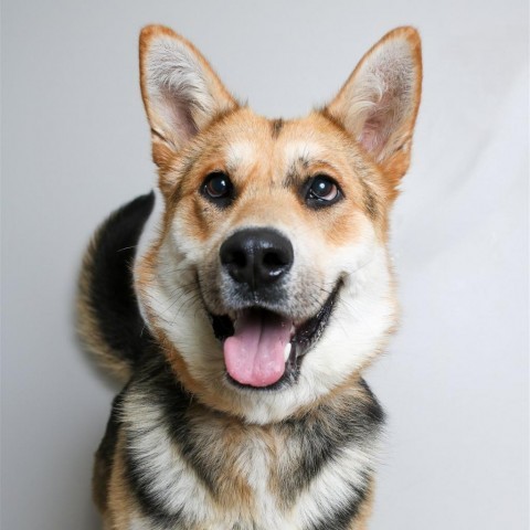 Greg D10030 (Sponsored), an adoptable Shepherd in Minnetonka, MN, 55345 | Photo Image 5