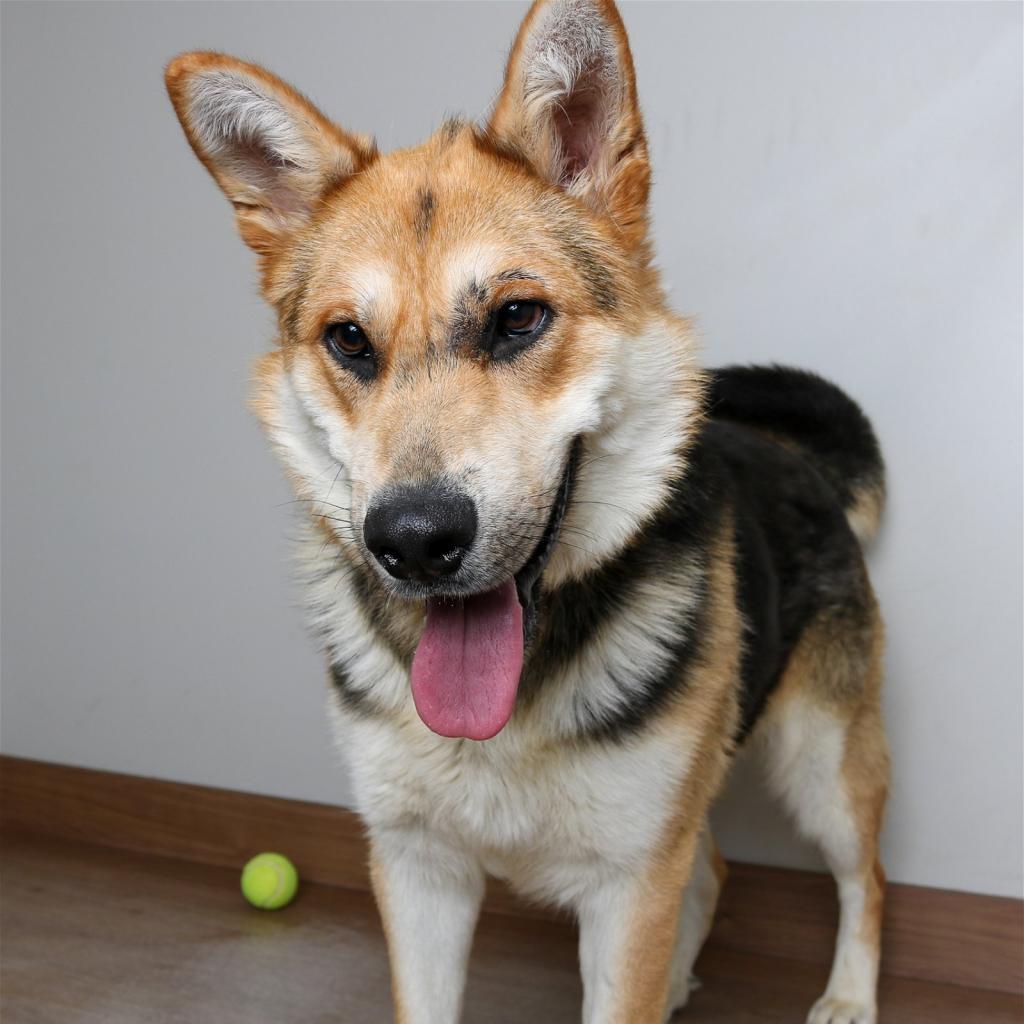 Greg D10030 (Sponsored), an adoptable Shepherd in Minnetonka, MN, 55345 | Photo Image 5