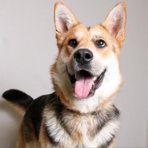 Greg D10030 (Sponsored), an adoptable Shepherd in Minnetonka, MN, 55345 | Photo Image 6