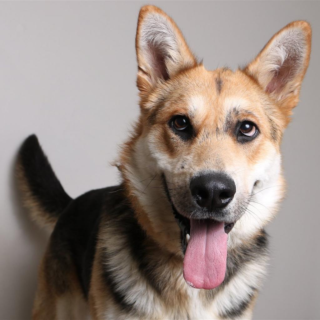 Greg D10030 (Sponsored), an adoptable Shepherd in Minnetonka, MN, 55345 | Photo Image 6