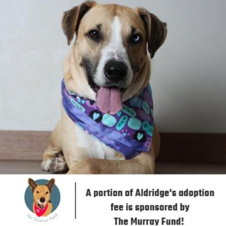 Aldridge ** D8986 (Sponsored), an adoptable Hound in Minnetonka, MN, 55345 | Photo Image 1