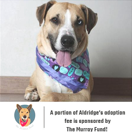 Aldridge D8986 (Sponsored), an adoptable Hound in Minnetonka, MN, 55345 | Photo Image 1