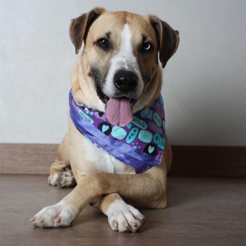 Aldridge ** D8986 (Sponsored), an adoptable Hound in Minnetonka, MN, 55345 | Photo Image 2