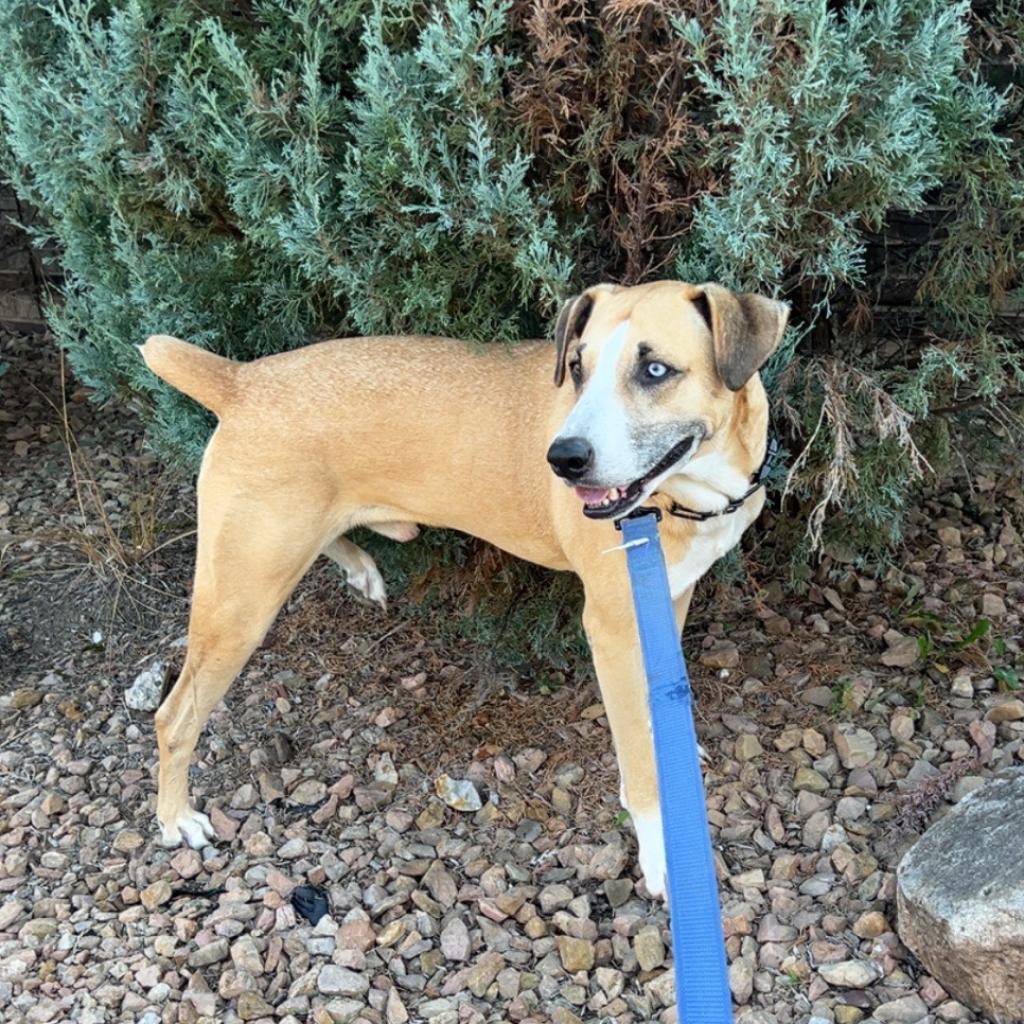 Aldridge D8986 (Sponsored), an adoptable Hound in Minnetonka, MN, 55345 | Photo Image 2