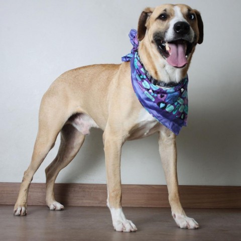 Aldridge ** D8986 (Sponsored), an adoptable Hound in Minnetonka, MN, 55345 | Photo Image 3