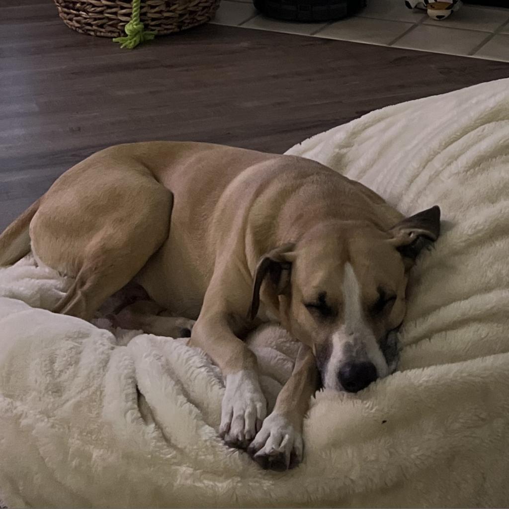 Aldridge D8986 (Sponsored), an adoptable Hound in Minnetonka, MN, 55345 | Photo Image 3