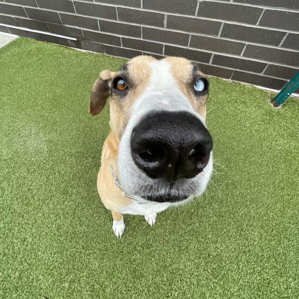 Aldridge D8986 (Sponsored), an adoptable Hound in Minnetonka, MN, 55345 | Photo Image 4