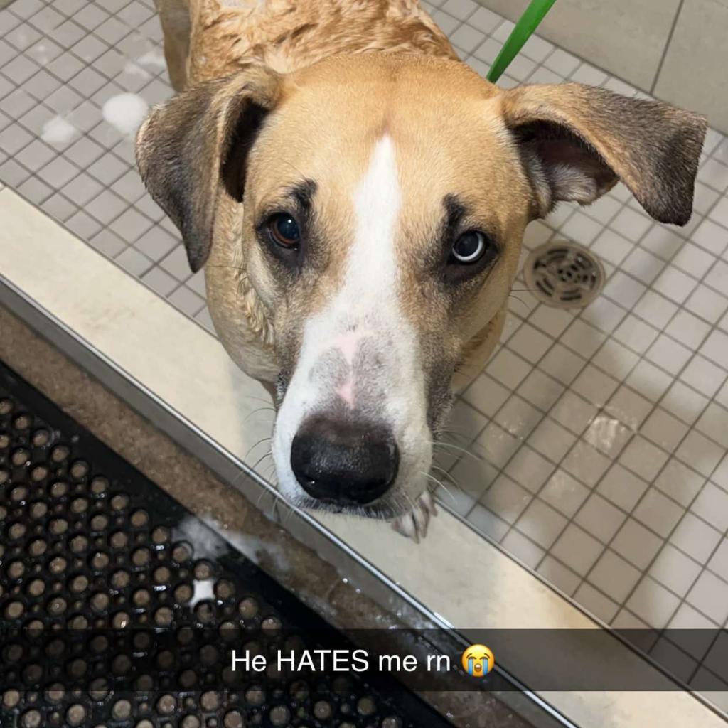 Aldridge D8986 (Sponsored), an adoptable Hound in Minnetonka, MN, 55345 | Photo Image 5