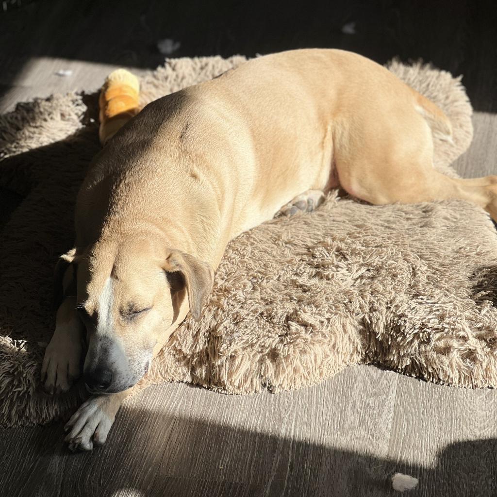 Aldridge D8986 (Sponsored), an adoptable Hound in Minnetonka, MN, 55345 | Photo Image 6