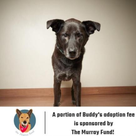 Buddy ** D9098 (Sponsored), an adoptable Labrador Retriever in Minnetonka, MN, 55345 | Photo Image 1