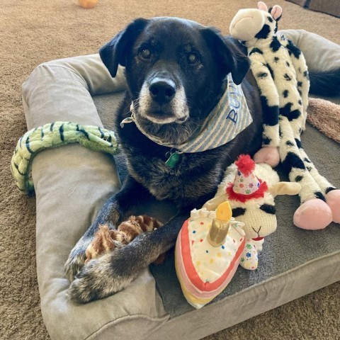 Buddy ** D9098 (Sponsored), an adoptable Labrador Retriever in Minnetonka, MN, 55345 | Photo Image 1