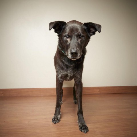 Buddy ** D9098 (Sponsored), an adoptable Labrador Retriever in Minnetonka, MN, 55345 | Photo Image 2