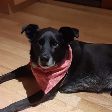 Buddy ** D9098 (Sponsored), an adoptable Labrador Retriever in Minnetonka, MN, 55345 | Photo Image 3