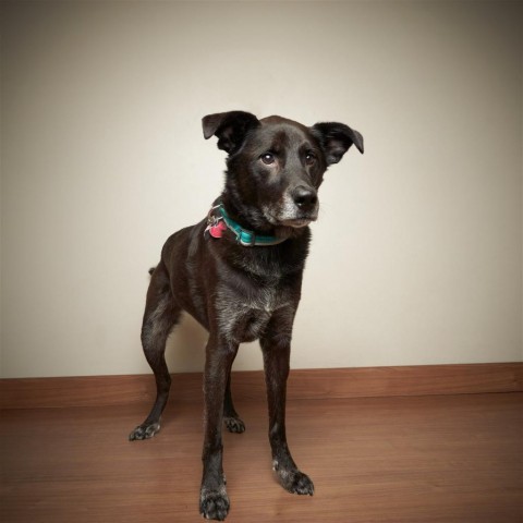 Buddy ** D9098 (Sponsored), an adoptable Labrador Retriever in Minnetonka, MN, 55345 | Photo Image 6