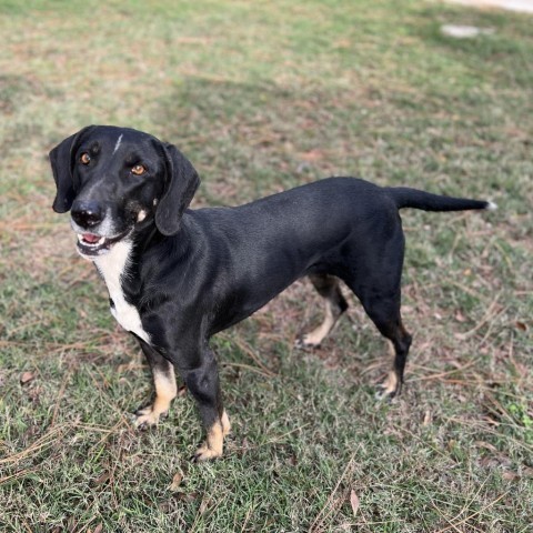 Fern, an adoptable Treeing Walker Coonhound, Hound in Donalsonville, GA, 39845 | Photo Image 2