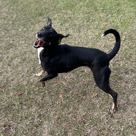Fern, an adoptable Treeing Walker Coonhound, Hound in Donalsonville, GA, 39845 | Photo Image 3