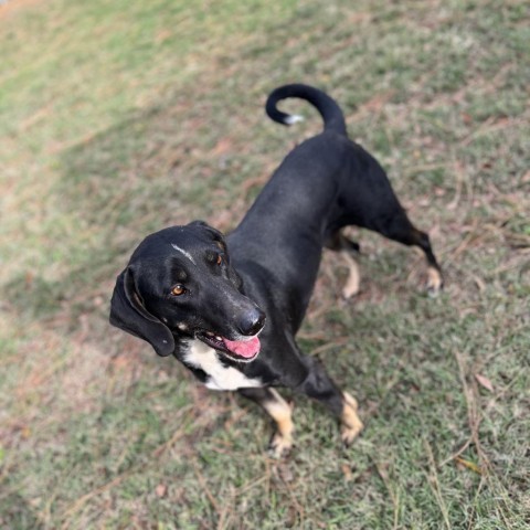 Fern, an adoptable Treeing Walker Coonhound, Hound in Donalsonville, GA, 39845 | Photo Image 4