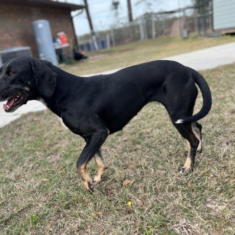 Fern, an adoptable Treeing Walker Coonhound, Hound in Donalsonville, GA, 39845 | Photo Image 5