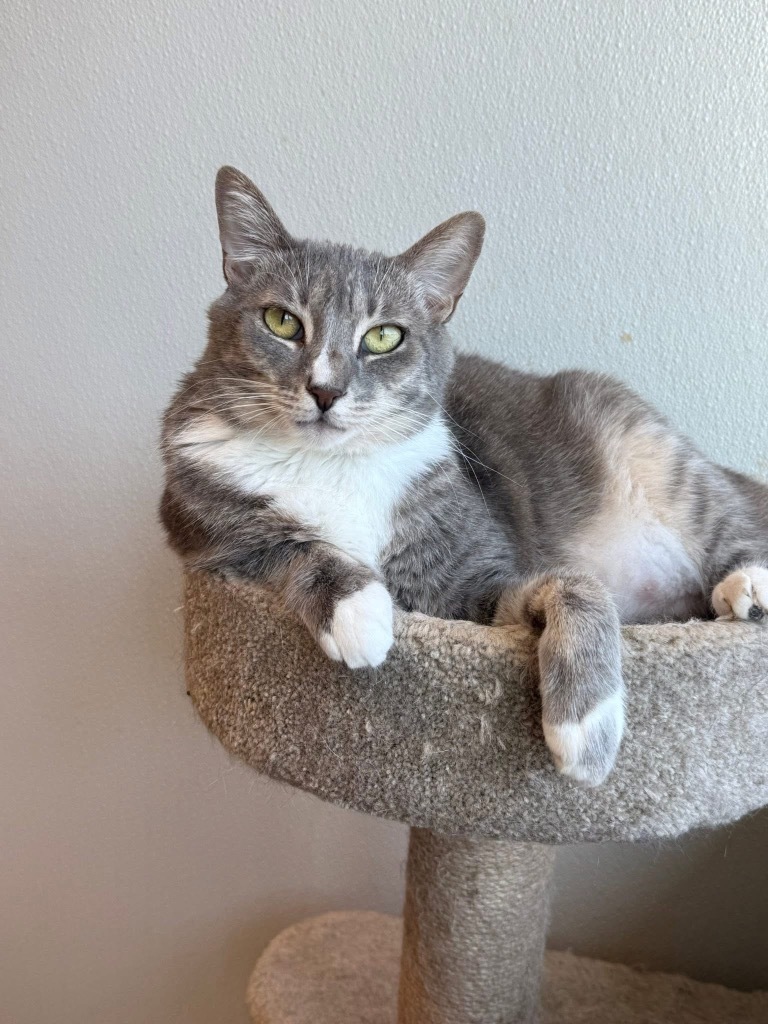 Abney, an adoptable Domestic Short Hair in Dalton, GA, 30721 | Photo Image 1