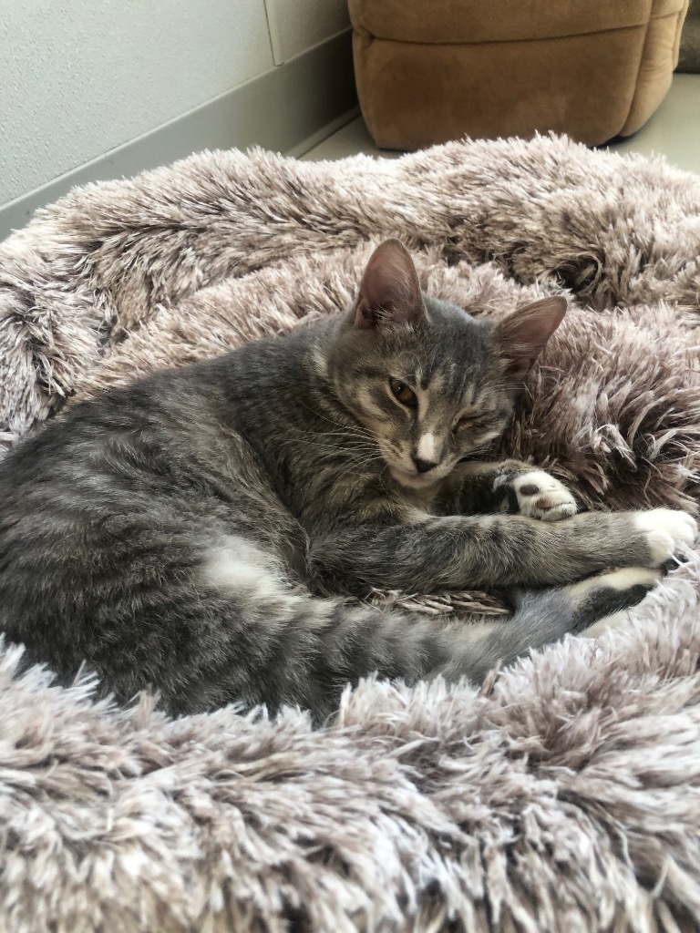 Abney, an adoptable Domestic Short Hair in Dalton, GA, 30721 | Photo Image 2