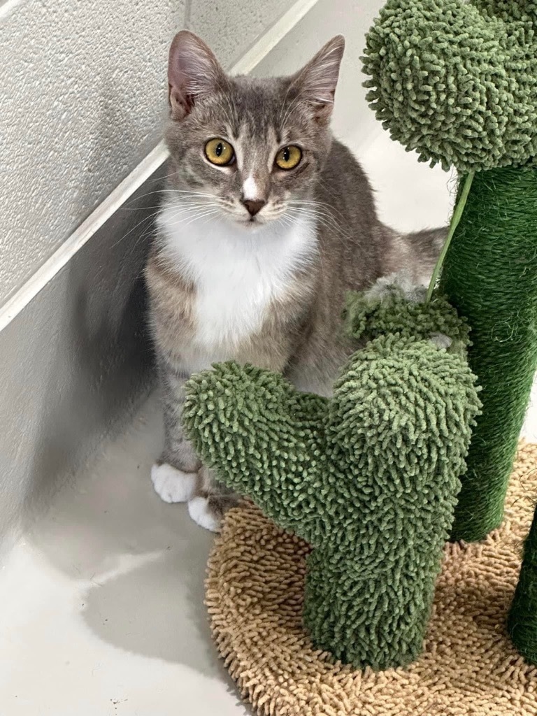 Abney, an adoptable Domestic Short Hair in Dalton, GA, 30721 | Photo Image 4