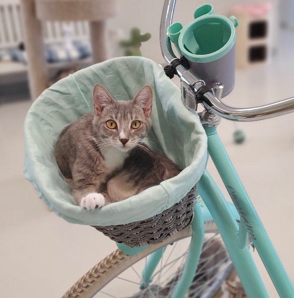 Abney, an adoptable Domestic Short Hair in Dalton, GA, 30721 | Photo Image 5