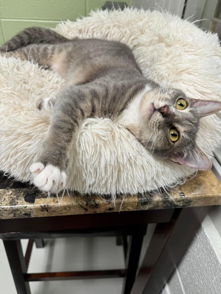 Abney, an adoptable Domestic Short Hair in Dalton, GA, 30721 | Photo Image 6