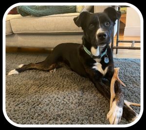 Shamrock Pet Foundation | Adopt, Spay/Neuter & Volunteer