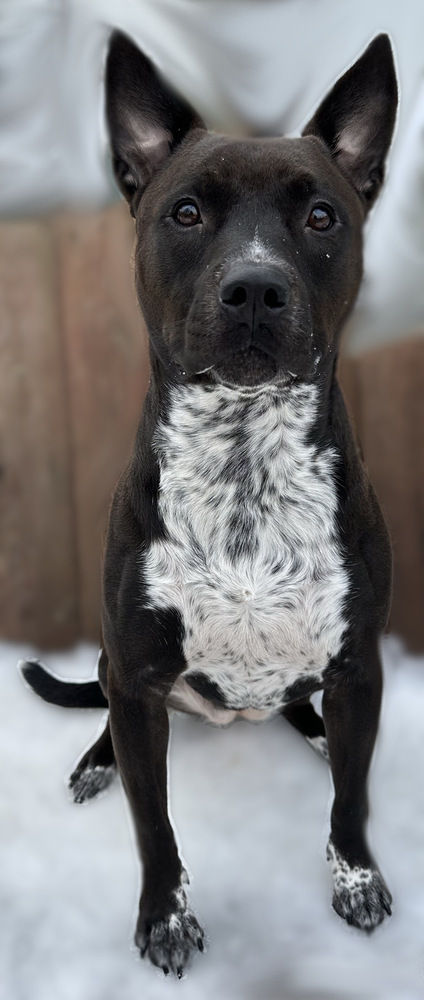 MOONIE, an adoptable Cattle Dog in Thompson, PA, 18465 | Photo Image 3
