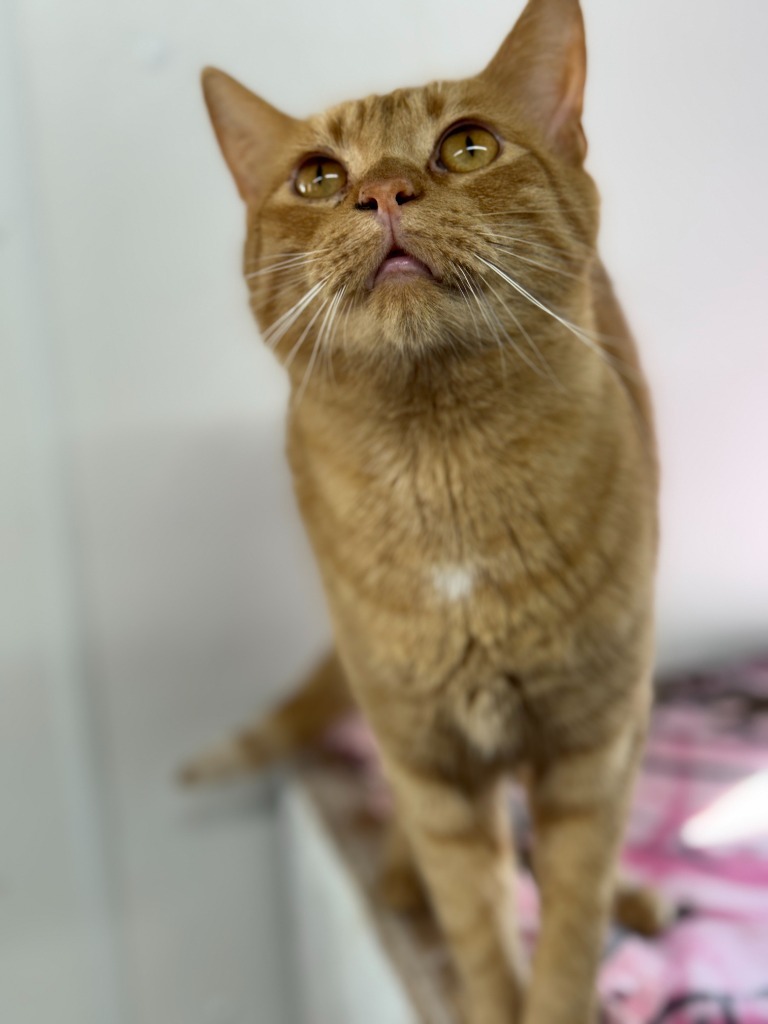 Zippy, an adoptable Domestic Short Hair in Hastings, NE, 68901 | Photo Image 1