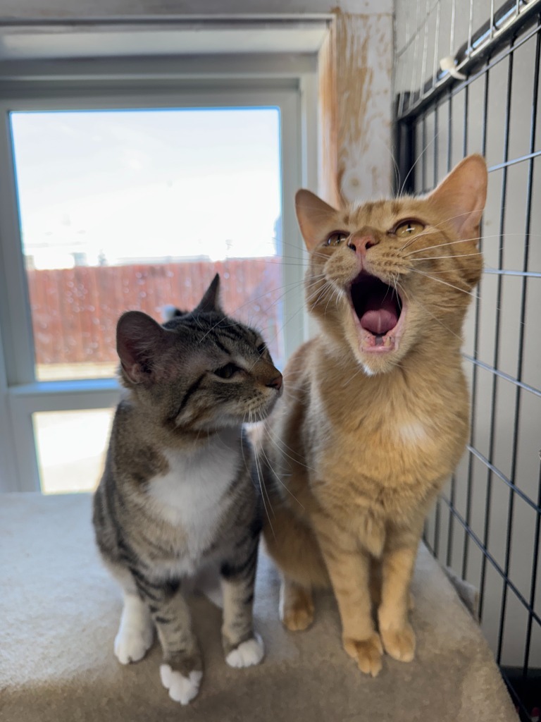 Zippy, an adoptable Domestic Short Hair in Hastings, NE, 68901 | Photo Image 1