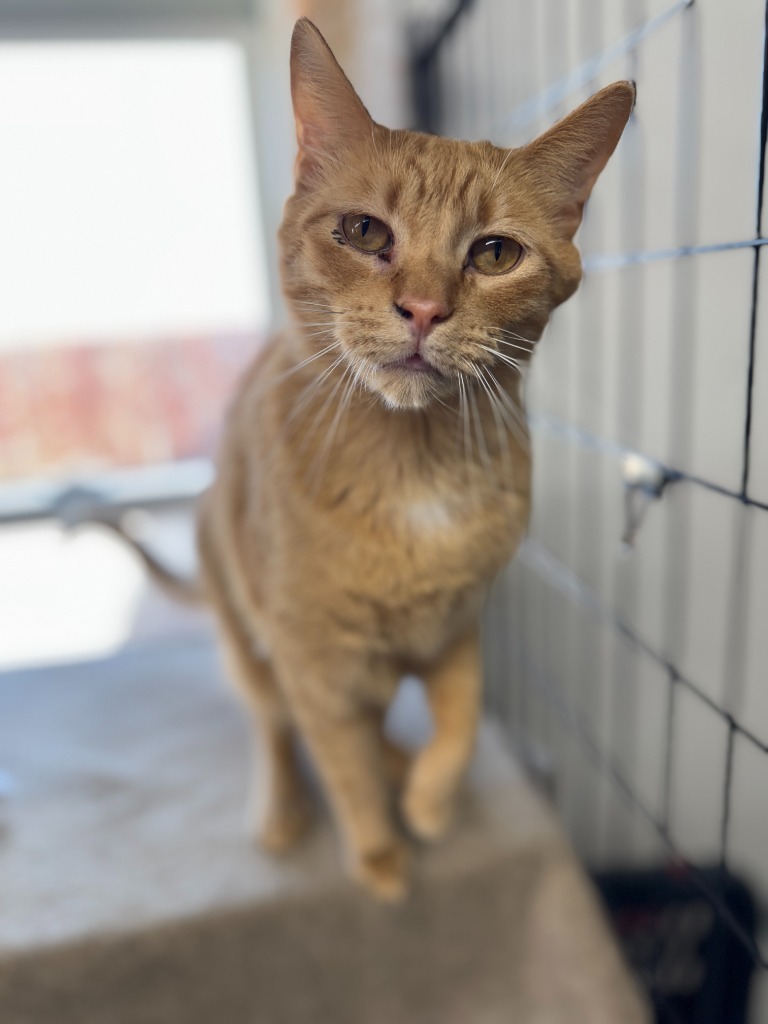 Zippy, an adoptable Domestic Short Hair in Hastings, NE, 68901 | Photo Image 3