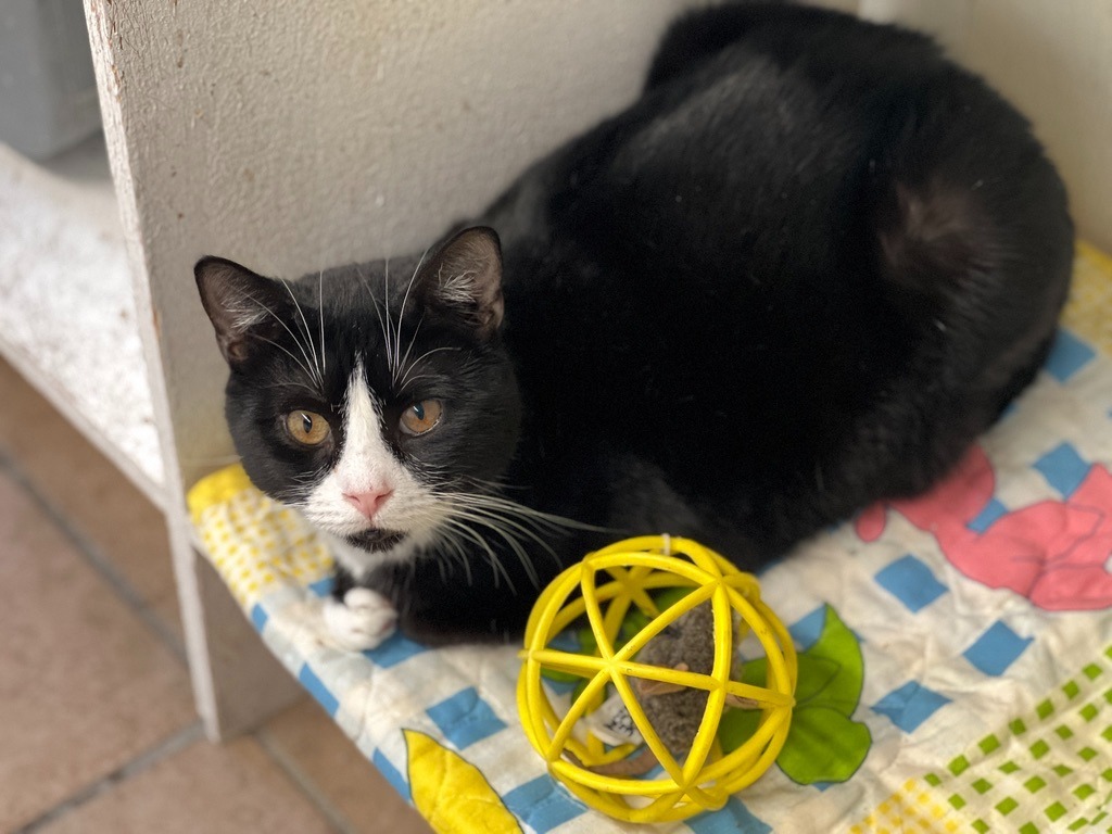 Harlan, an adoptable Domestic Short Hair in Hastings, NE, 68901 | Photo Image 1