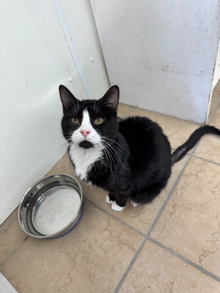 Harlan, an adoptable Domestic Short Hair in Hastings, NE, 68901 | Photo Image 1