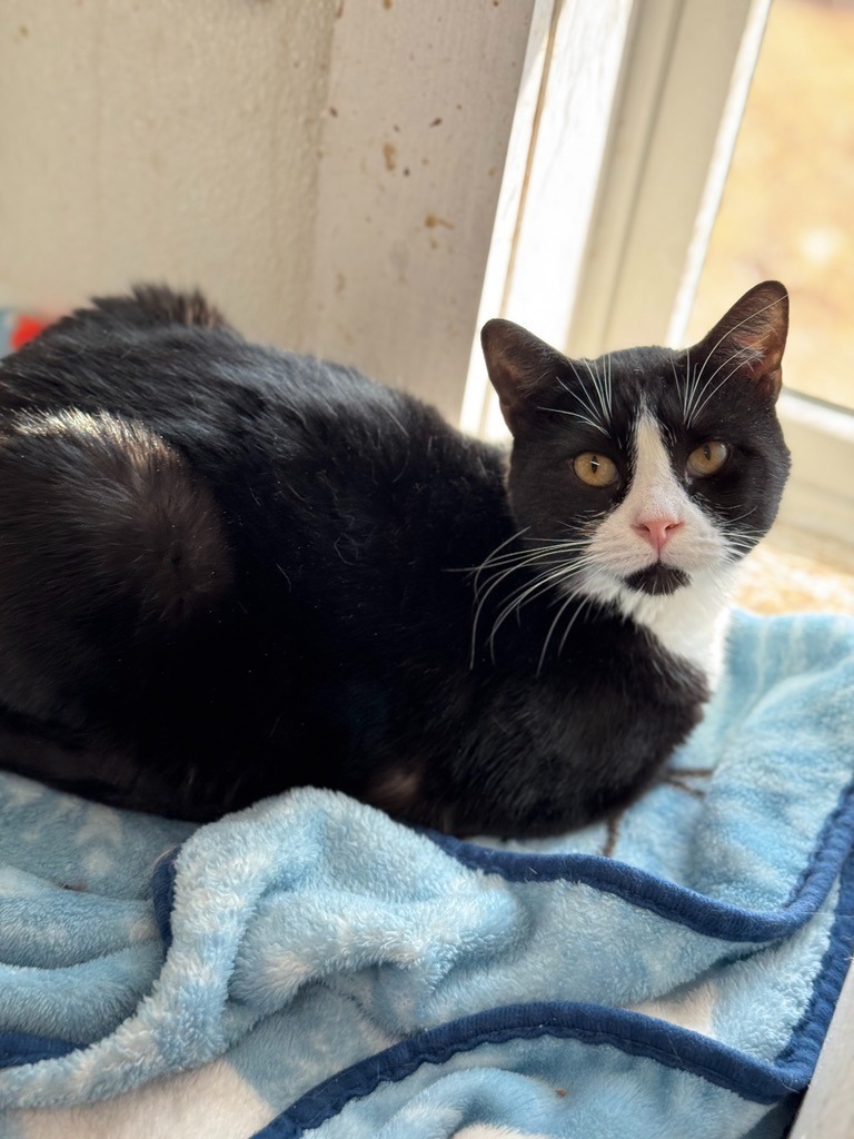 Harlan, an adoptable Domestic Short Hair in Hastings, NE, 68901 | Photo Image 3