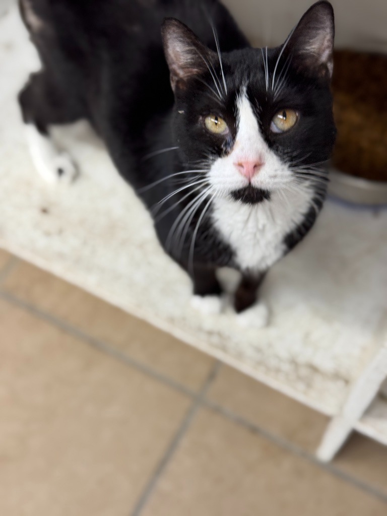 Harlan, an adoptable Domestic Short Hair in Hastings, NE, 68901 | Photo Image 3