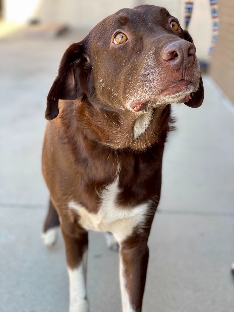 Jake, an adoptable Labrador Retriever, Pit Bull Terrier in Macon, GA, 31210 | Photo Image 1